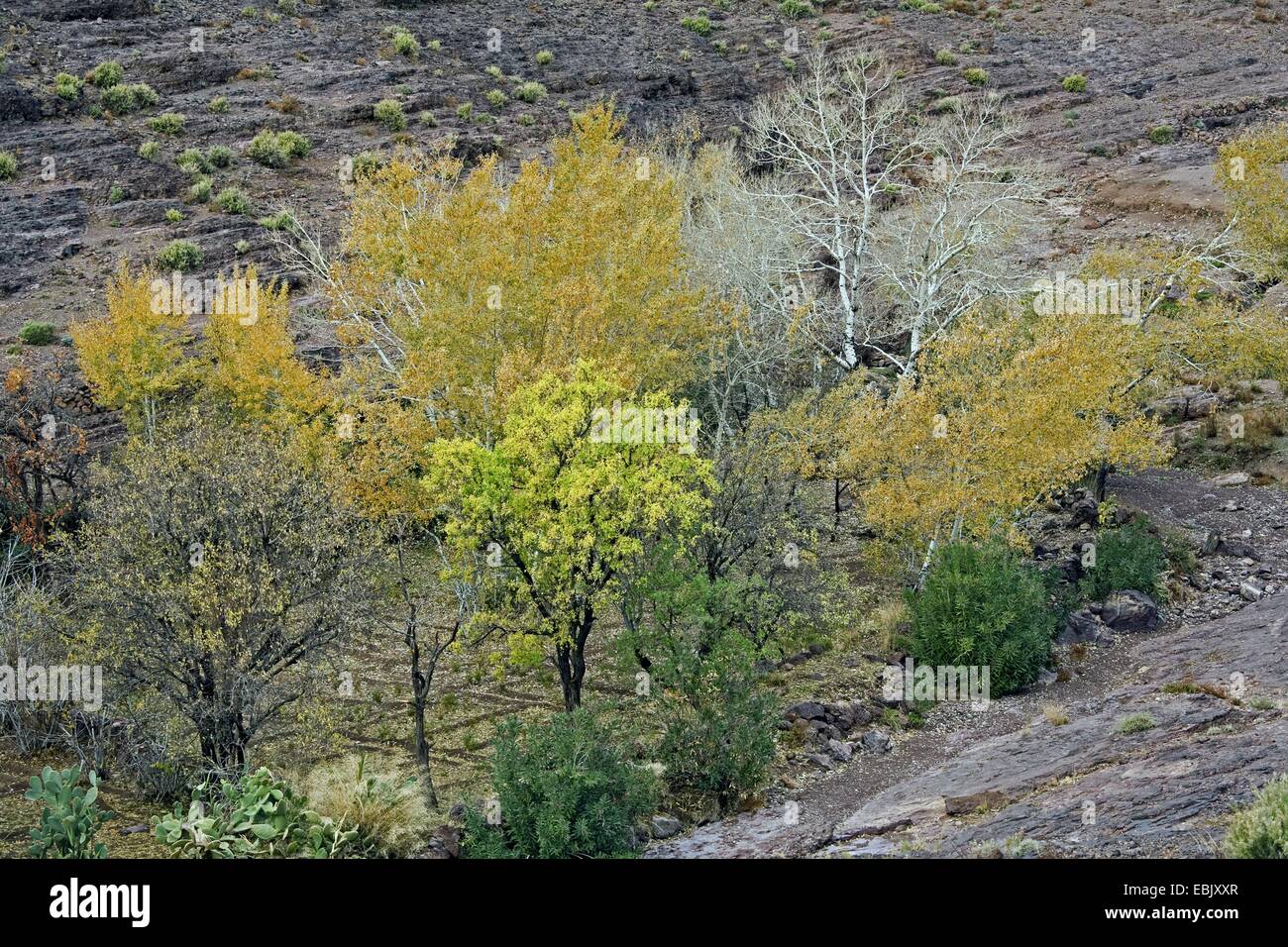 autumn groove in a valley, Morocco, Souss-Massa-DaraÔ, Djebel Sarhro Stock Photo