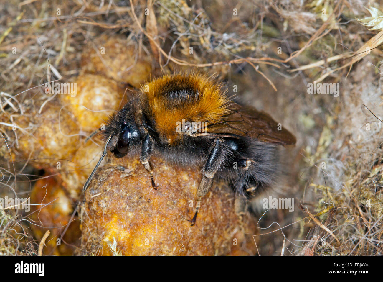 Tree Bumblebee, New Garden Bumblebee (Bombus hypnorum), queen in the nest, Germany, Mecklenburg-Western Pomerania Stock Photo