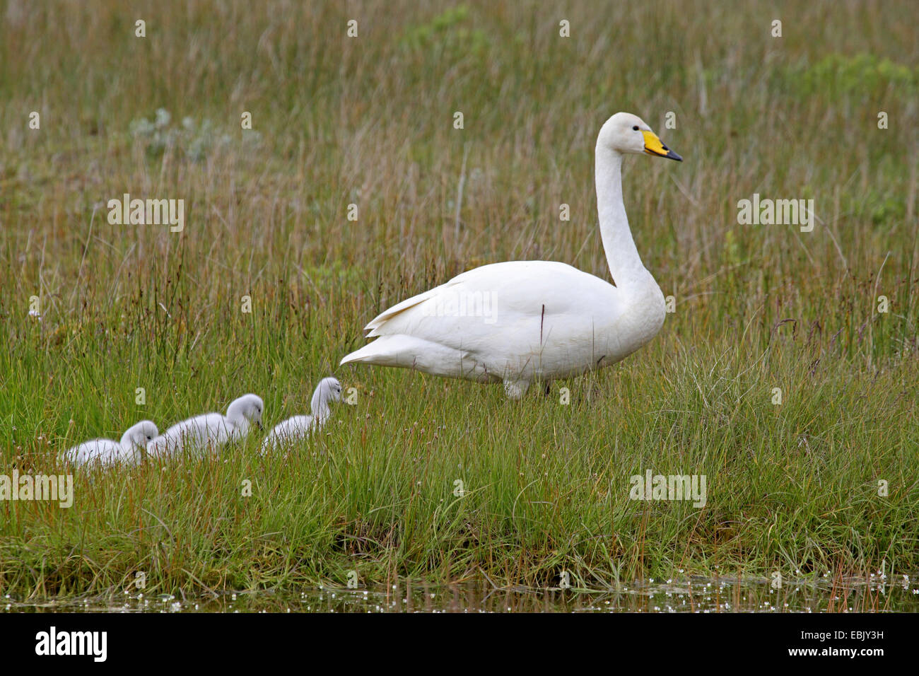whooper swan (Cygnus cygnus), parent with squeakers walking through grass, Iceland Stock Photo