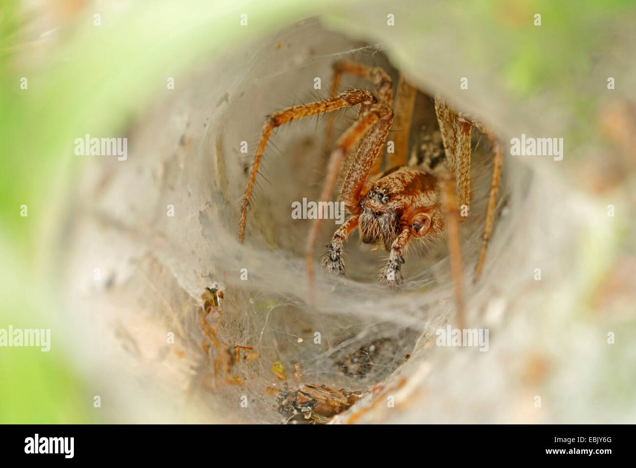 funnel-web spider in its web, Germany Stock Photo