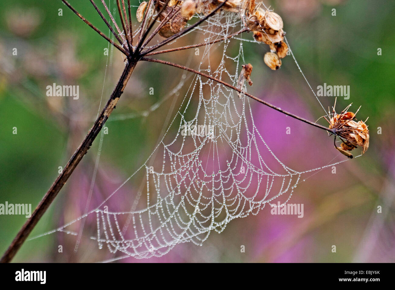 morning dew at spider web, Germany, Rheinlandpfalz Stock Photo