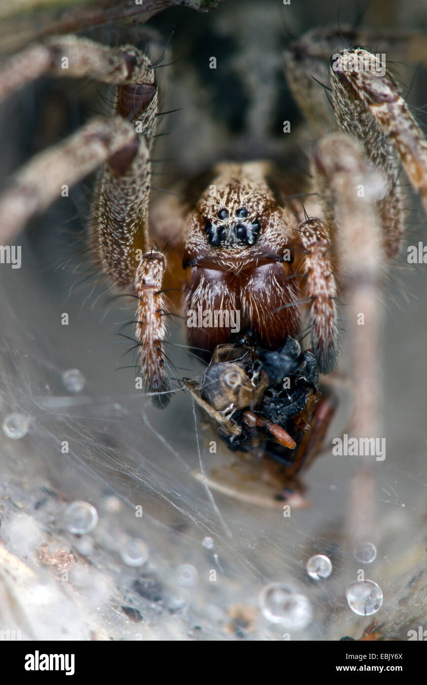 grass funnelweaver, maze spider (Agelena labyrinthica), with prey in
