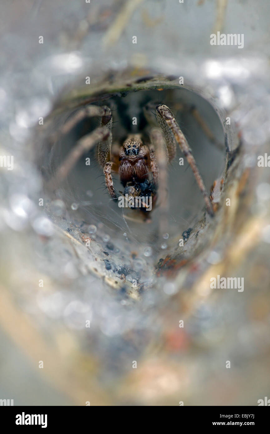 grass funnel-weaver, maze spider (Agelena labyrinthica), sitting with prey in tube web, Denmark Stock Photo