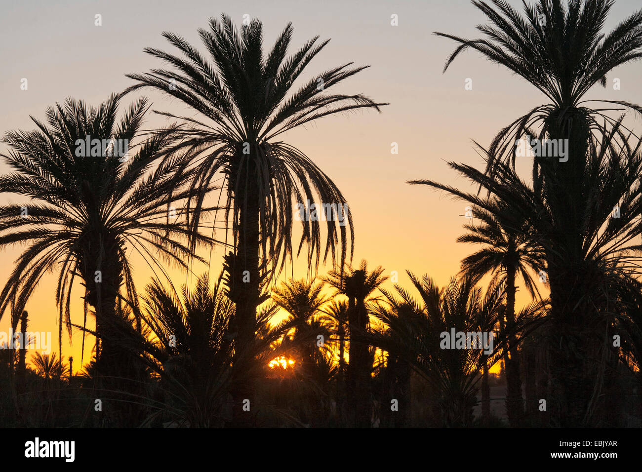 date palm (Phoenix dactylifera), palm grove at sunrise, Morocco, Souss-Massa-DaraÔ Stock Photo