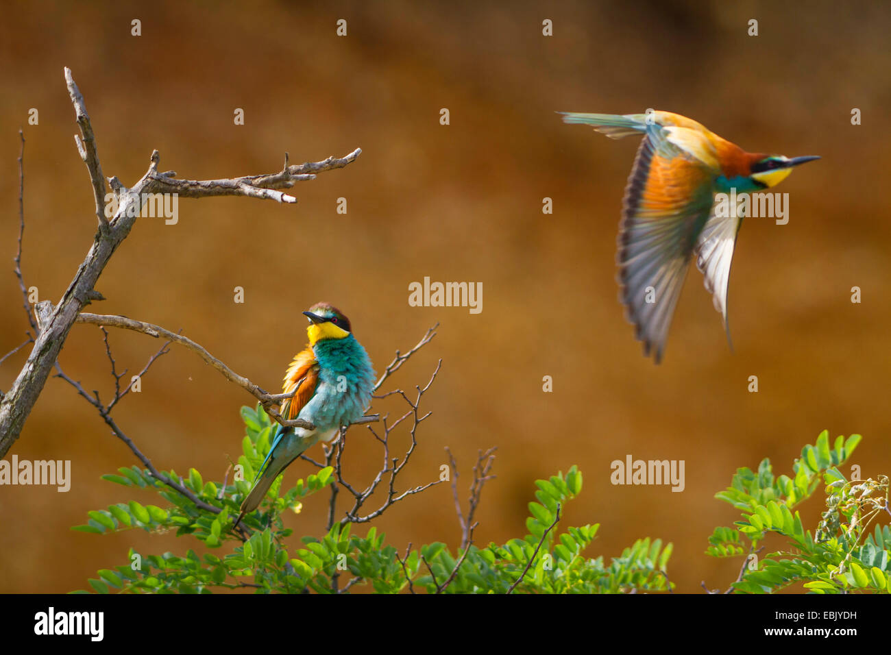 European bee eater (Merops apiaster), flying away from a twig, Austria, Burgenland Stock Photo