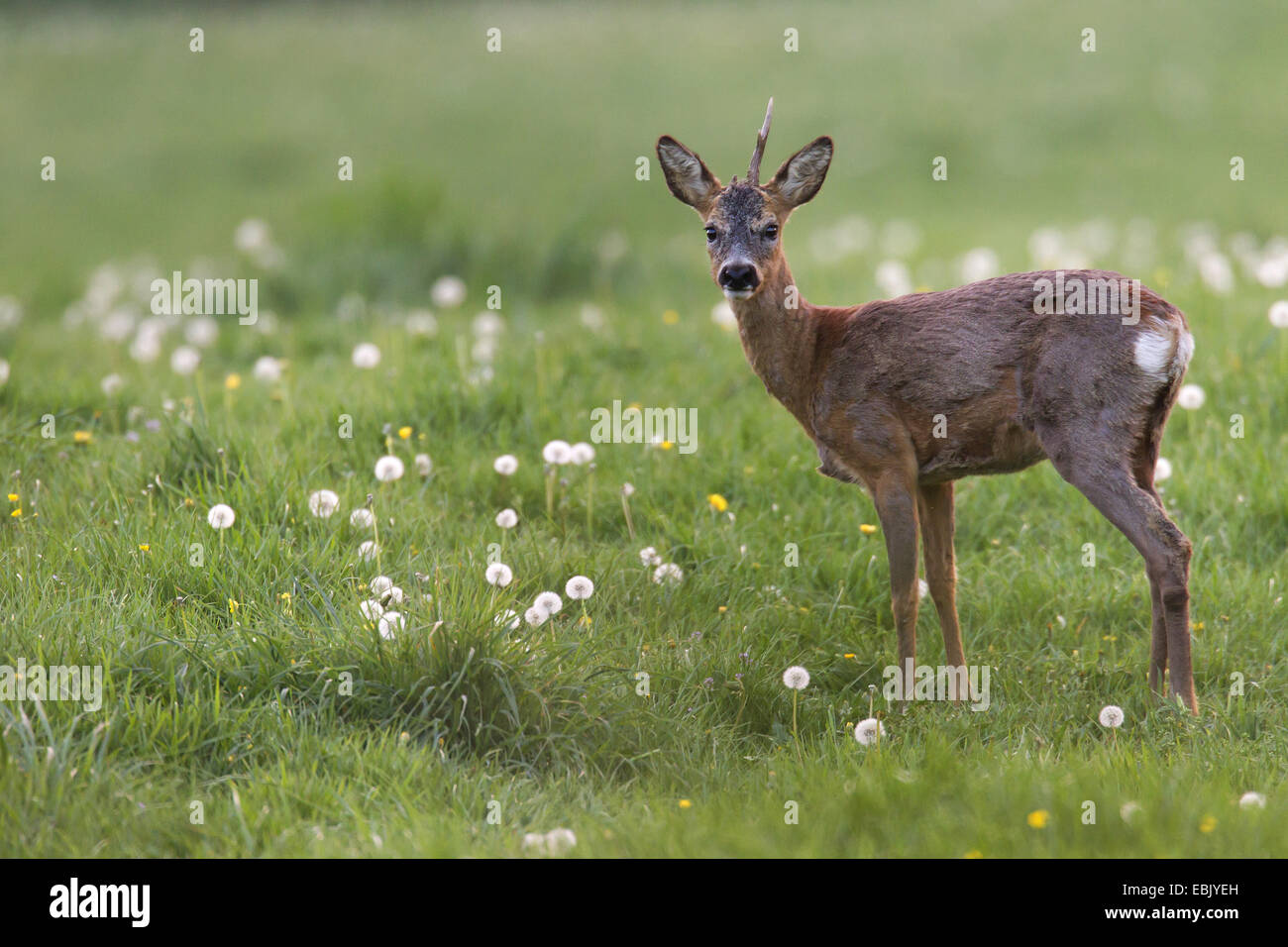roe deer (Capreolus capreolus), buck with only one horn in a maedow, Germany, Schleswig-Holstein Stock Photo