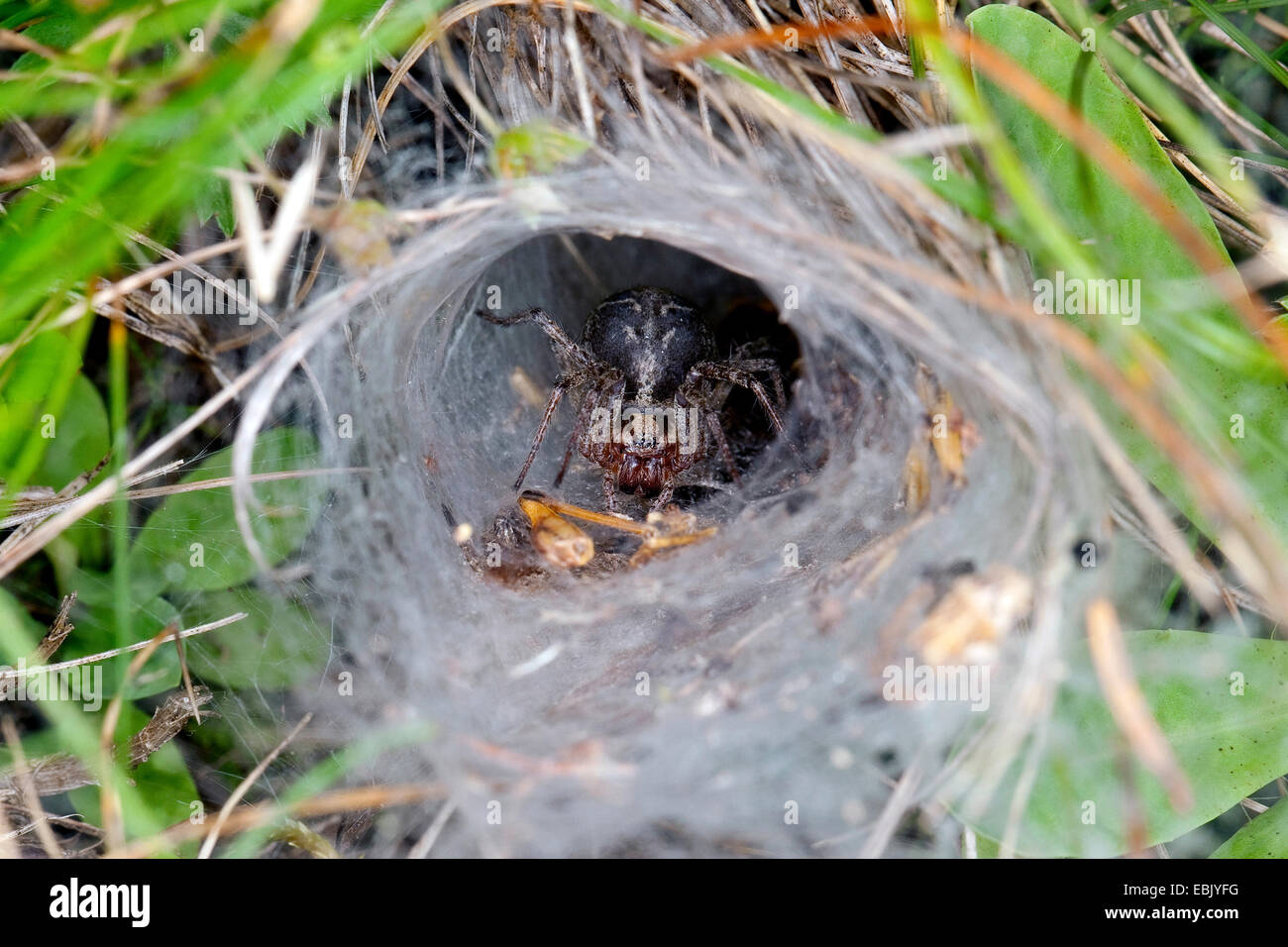 grass funnel-weaver, maze spider (Agelena labyrinthica), lurking in its web, Germany Stock Photo