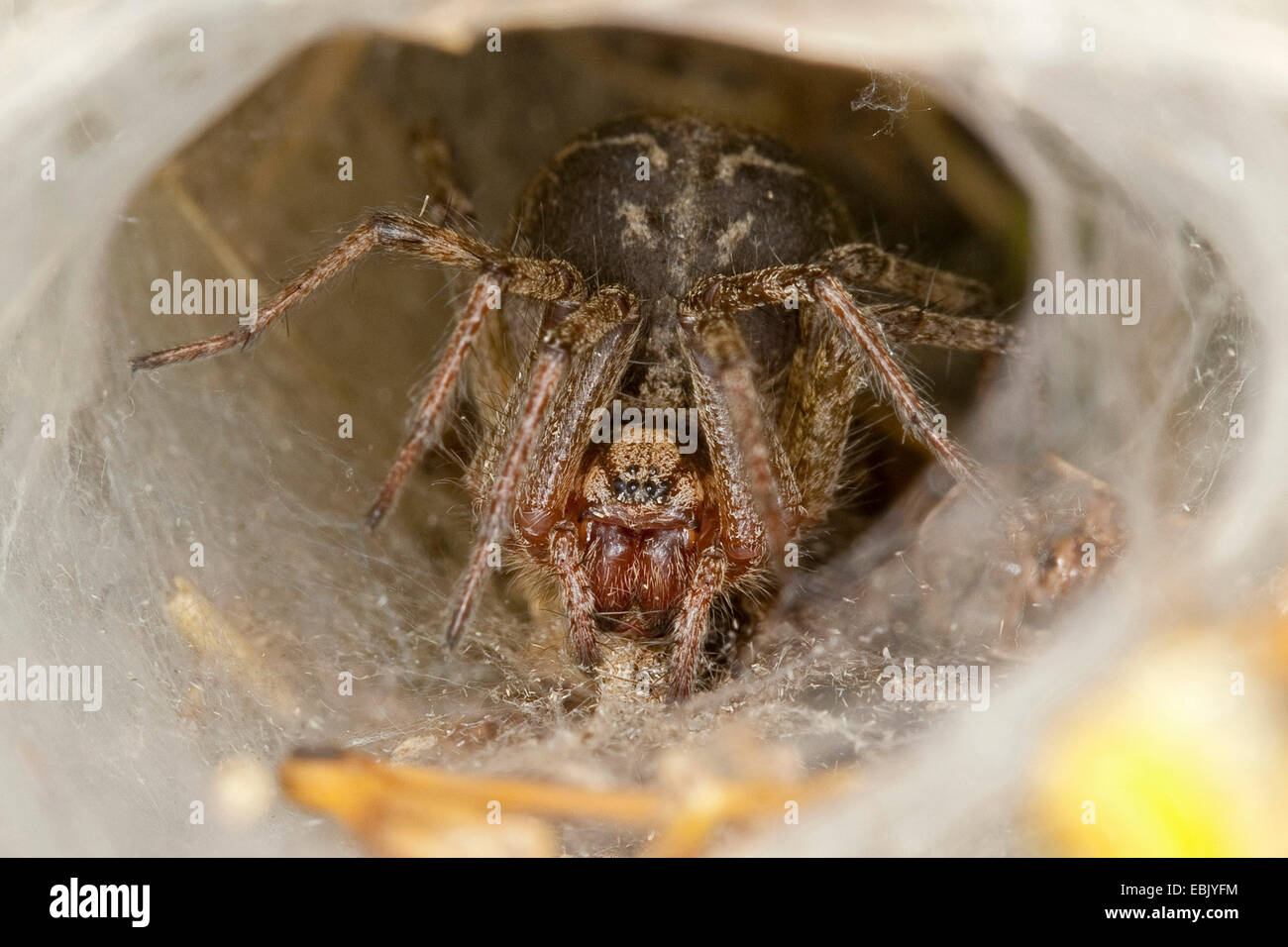 grass funnel-weaver, maze spider (Agelena labyrinthica), lurking in its web, Germany Stock Photo