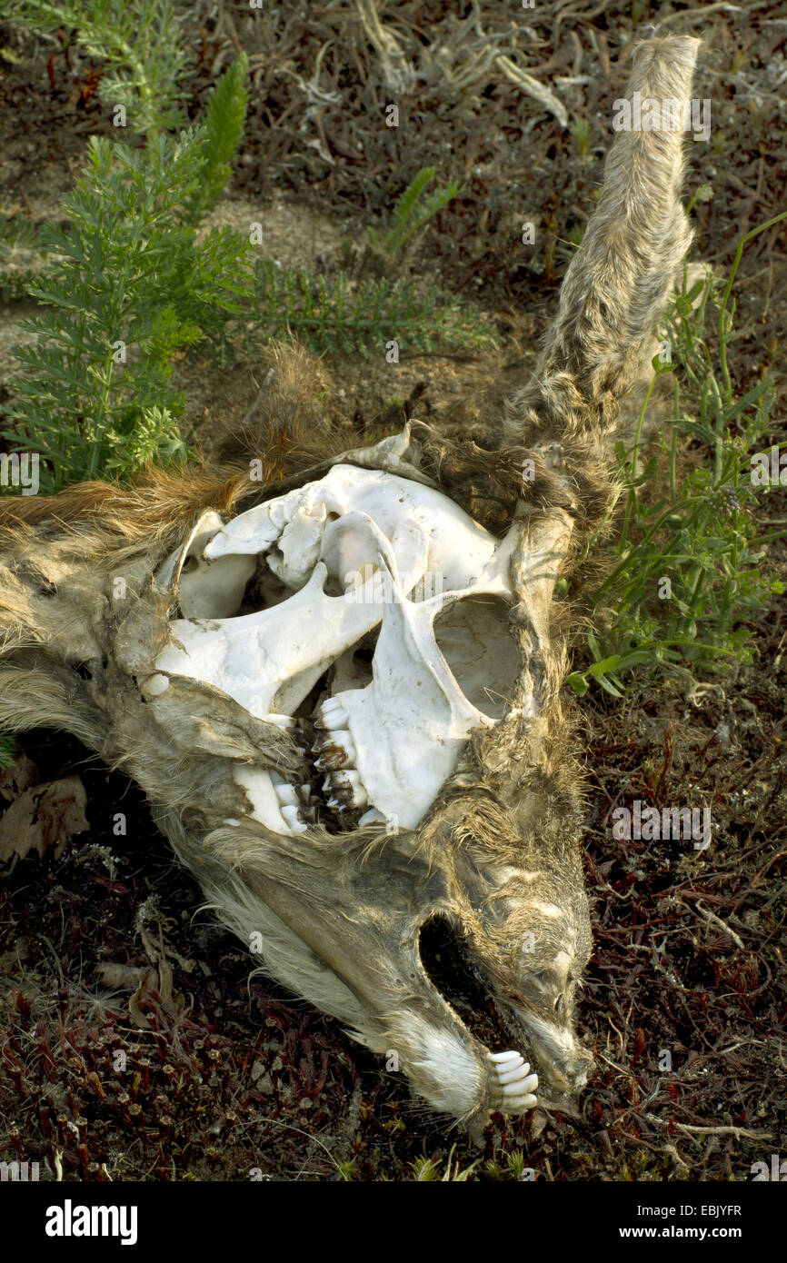 roe deer (Capreolus capreolus), skull of a buck, Germany, Schleswig-Holstein Stock Photo