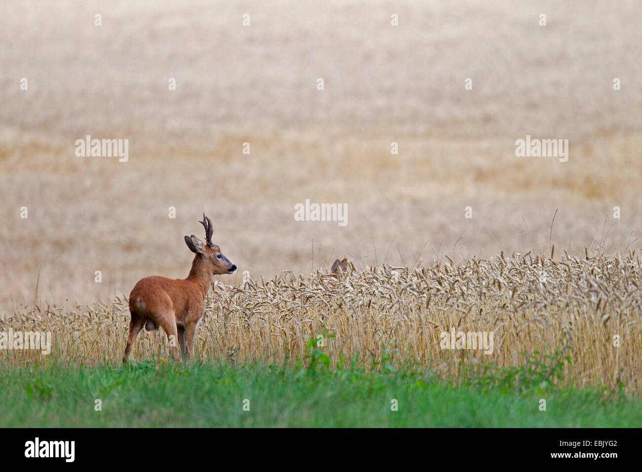 roe deer (Capreolus capreolus), buck at field boundary, Germany, Schleswig-Holstein Stock Photo