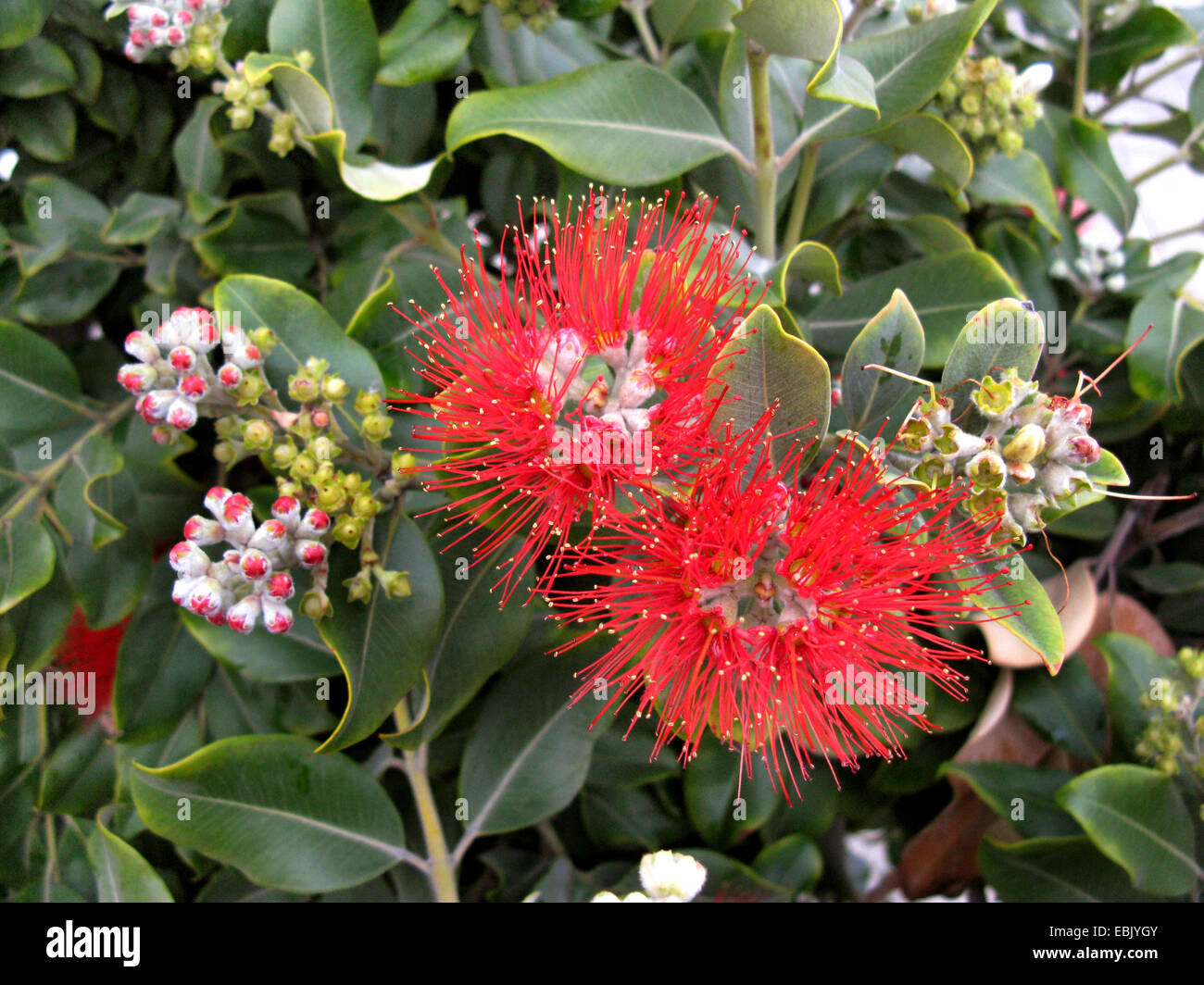 New Zealand Christmas Tree (Metrosideros excelsa, Metrosideros