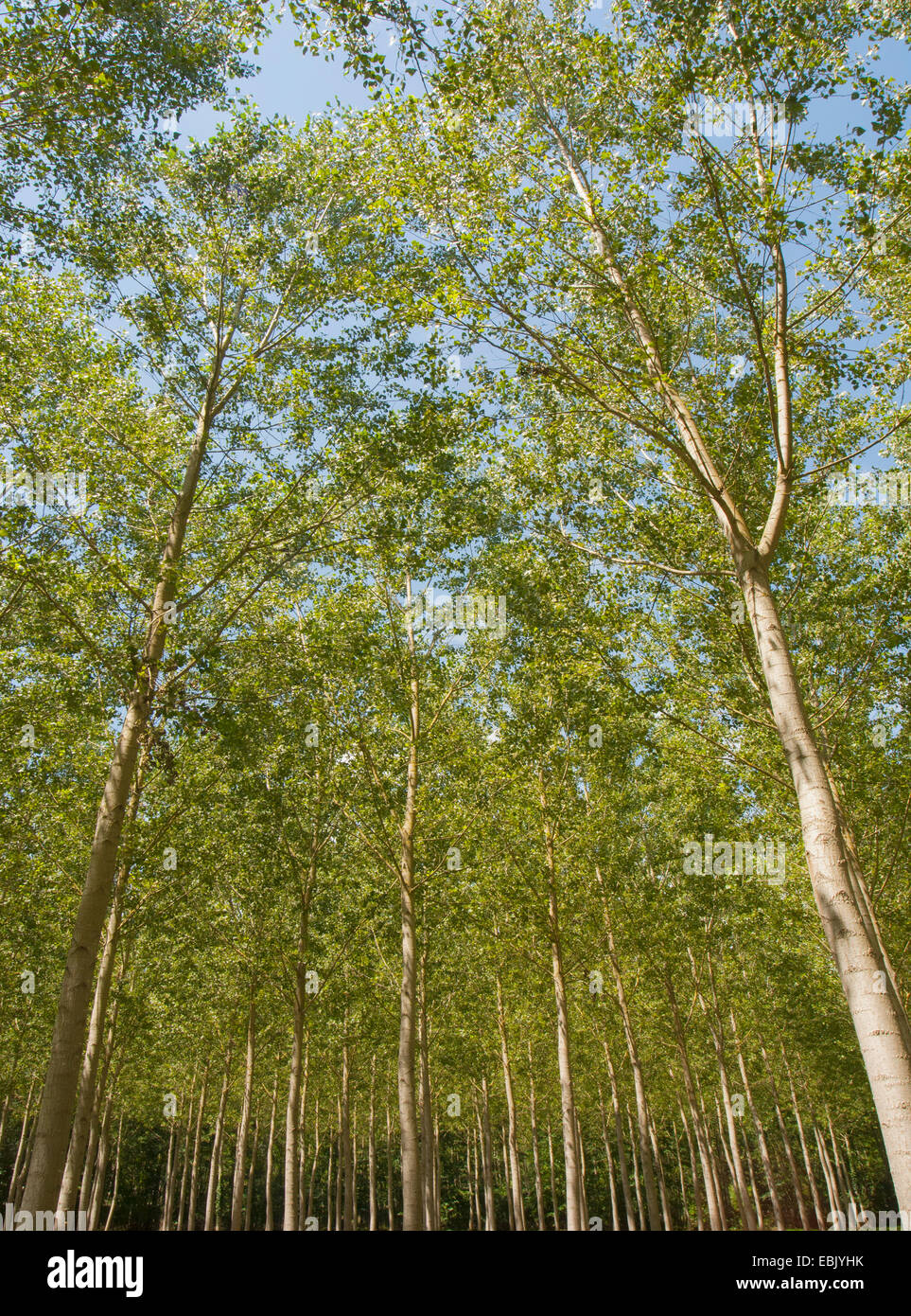 Low angle view of trees in forest Stock Photo