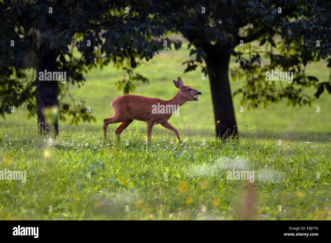 Calling deer hires stock photography and images Alamy