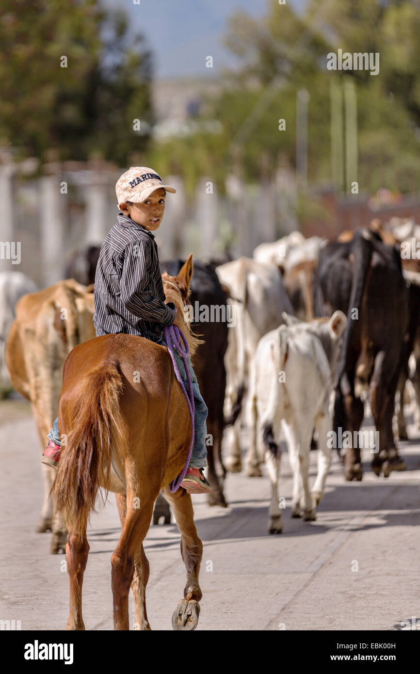A young Mexican cowboy herds livestock down a village street by Mexican cowboys November 5, 2014 in Yaguar, Mexico. Stock Photo