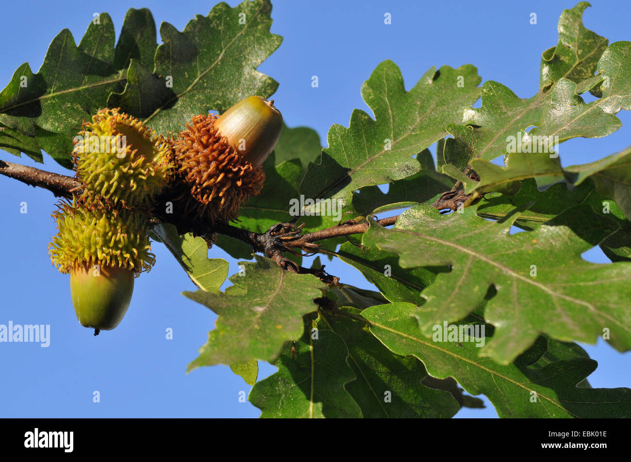 Turkey oak (Quercus cerris), branch with acorns Stock Photo