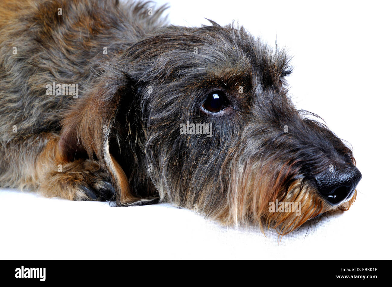 Wirehaired Dachshund, Wirehaired sausage dog, domestic dog (Canis
