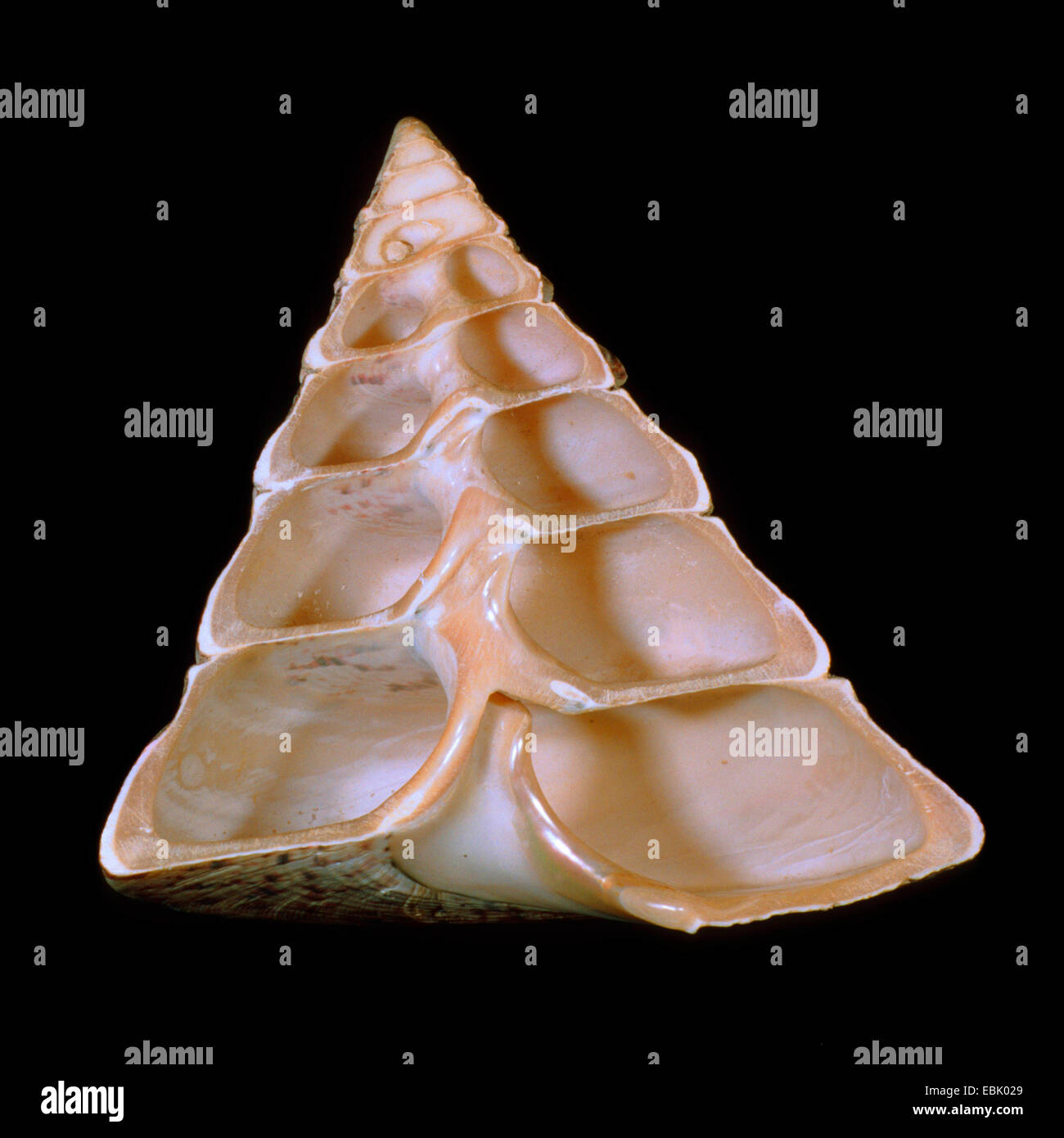 Nile topsnail, Nile trochus, commercial trochus, pearly top shell (Trochus niloticus) Stock Photo