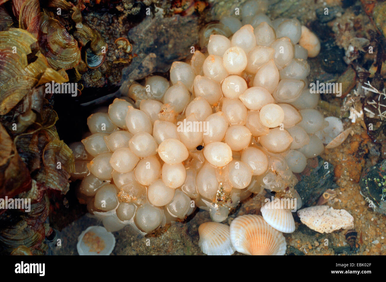 calamary eggs, Malaysia Stock Photo