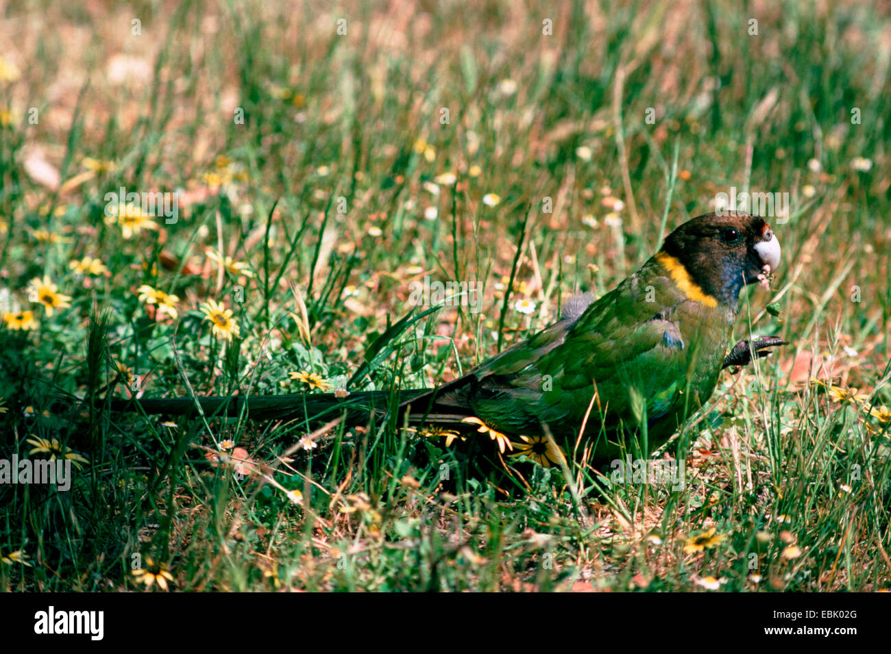 port lincoln parrot (Barnardius zonarius semitorquatus), sitting in grass, Australia Stock Photo