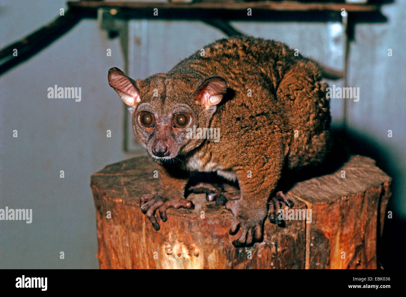 Bush baby hi-res stock photography and images - Alamy