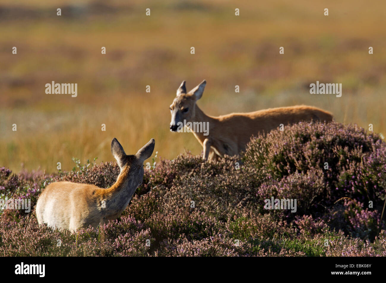 Roe deer doe and two fawns hi-res stock photography and images - Alamy