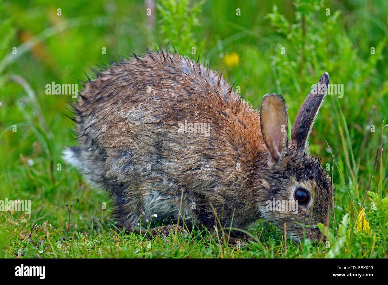 European rabbit (Oryctolagus cuniculus), sitting in a meadow with wet