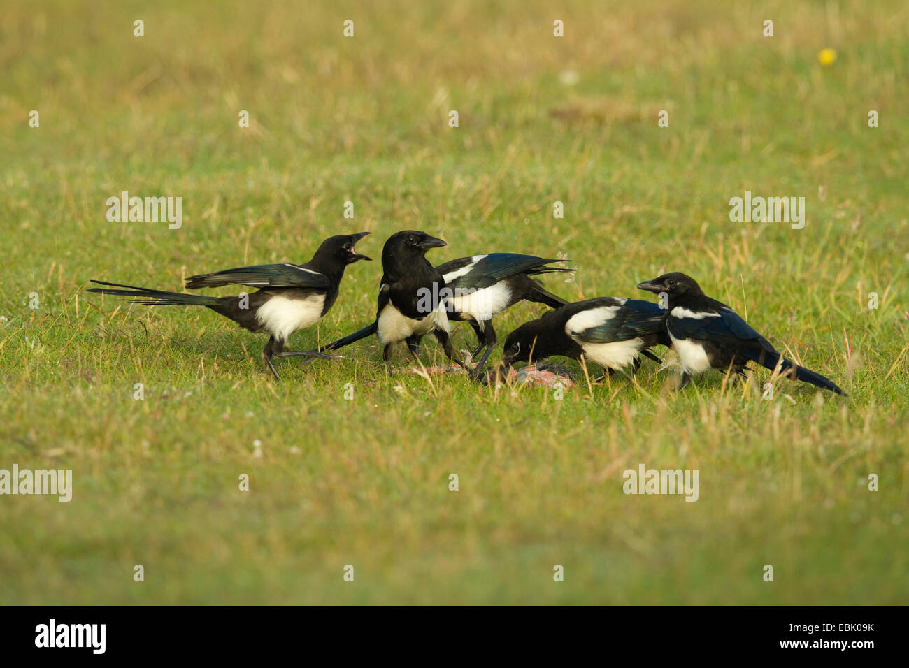 black-billed magpie (Pica pica), family feeding on dead rabbit, Germany Stock Photo