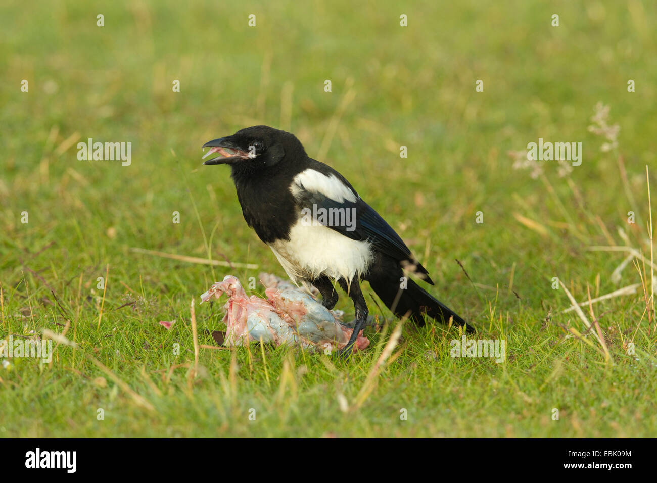 black-billed magpie (Pica pica), feeding on dead rabbit, Germany Stock Photo