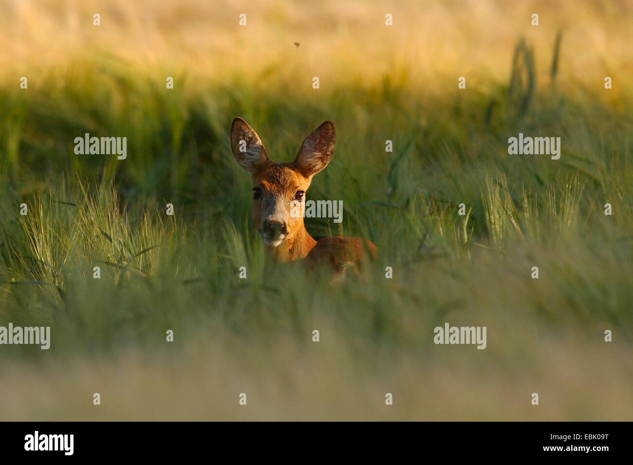 roe deer (Capreolus capreolus), doe looking out of a grain field, Germany Stock Photo