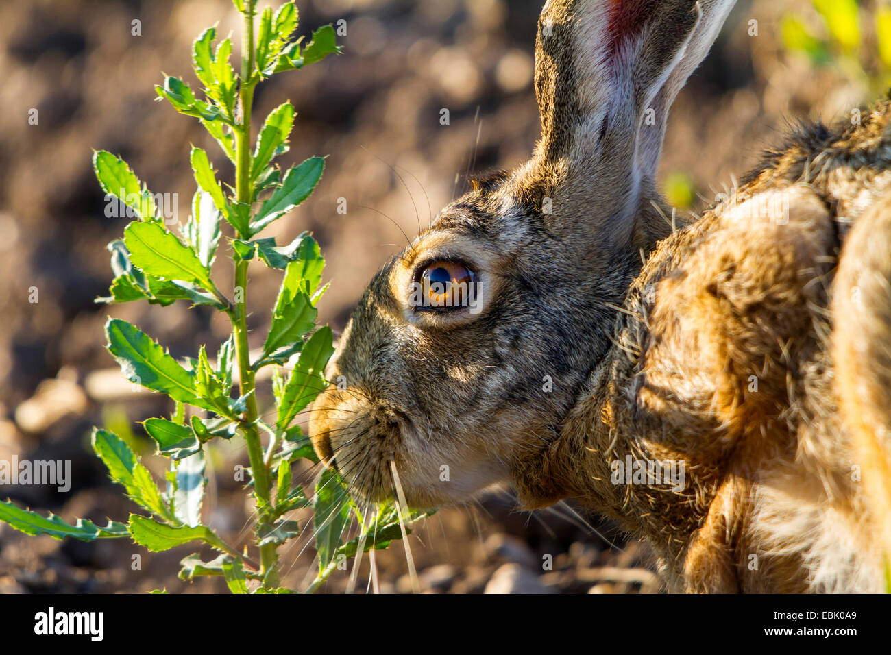 European hare (Lepus europaeus), feeding, Austria, Burgenland Stock Photo