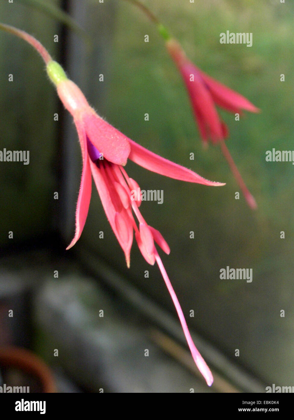 Fuchsia (Fuchsia alpestris), flowers Stock Photo