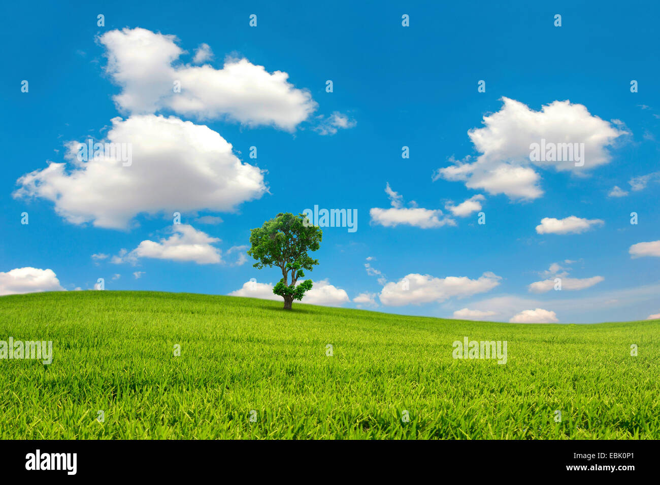 Green field and tree with blue sky cloud Stock Photo - Alamy