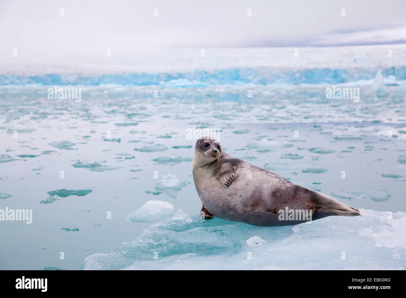 ringed seal (Phoca hispida, Pusa hispida), lying on pack ice in glacial fjord, Norway, Svalbard Stock Photo