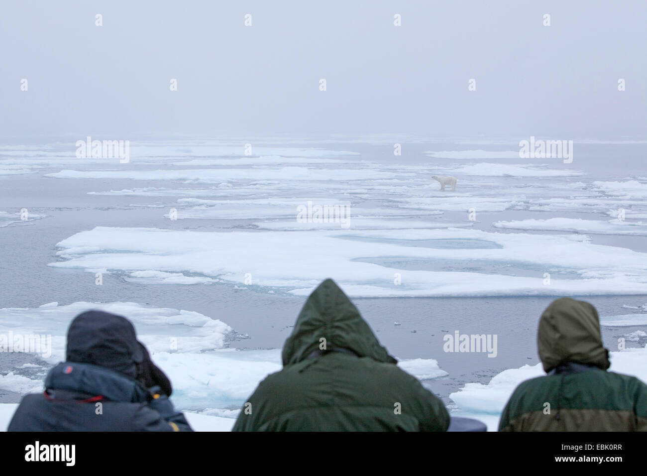 polar bear (Ursus maritimus), wandering on pack ice with tourists looking on, Norway, Svalbard Stock Photo
