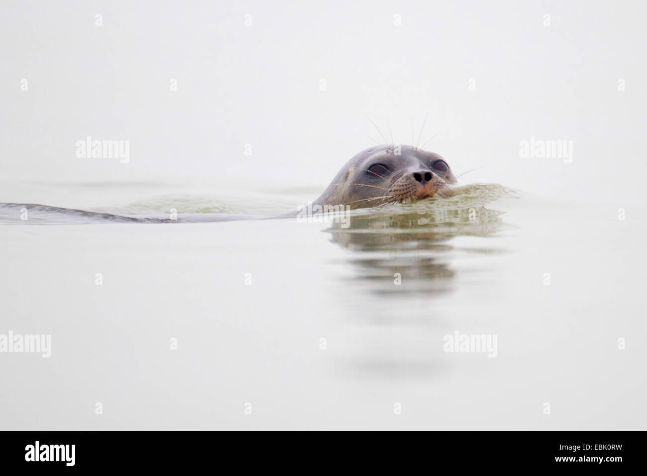 ringed seal (Phoca hispida, Pusa hispida), swimming, Norway, Svalbard Stock Photo