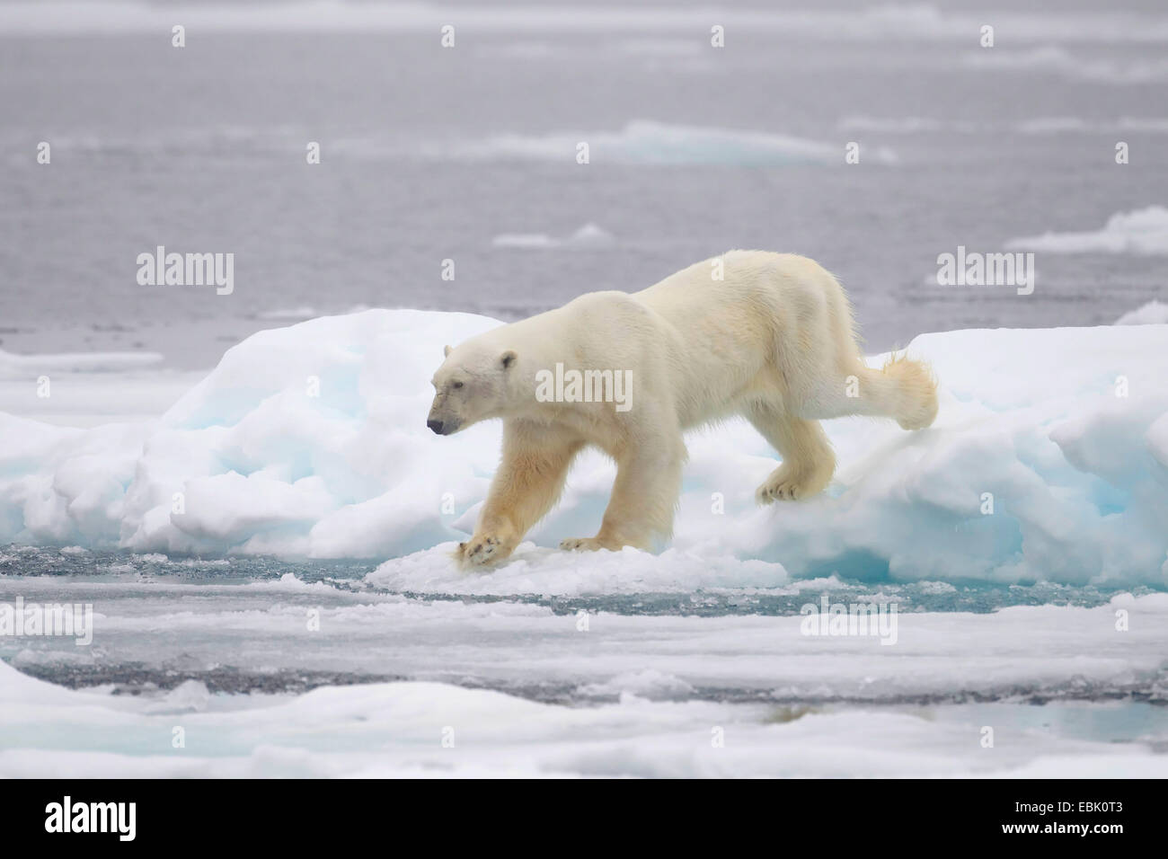 polar bear (Ursus maritimus), wandering on pack ice, Norway, Svalbard Stock Photo