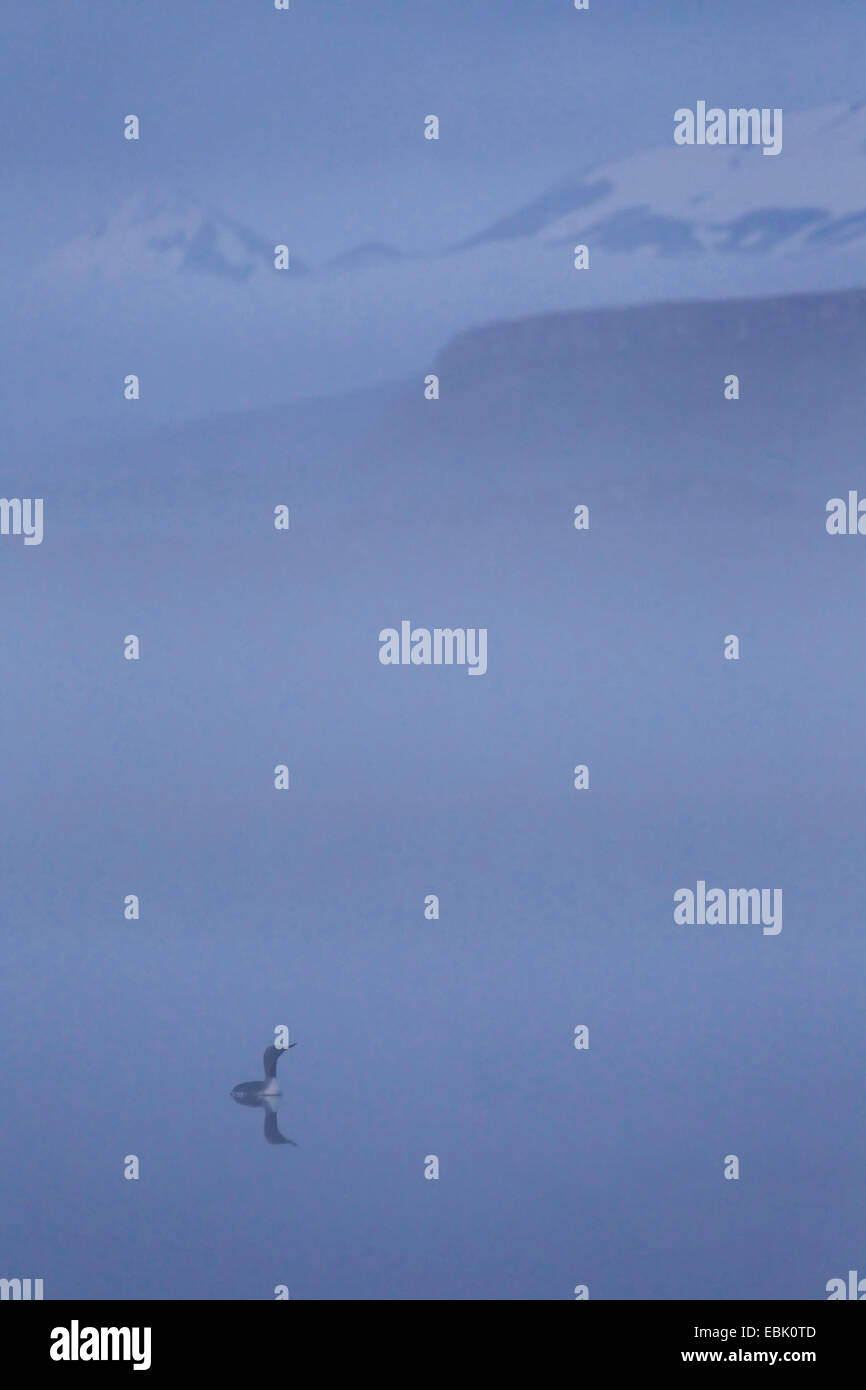 red-throated diver (Gavia stellata), in dawn mist, Iceland Stock Photo