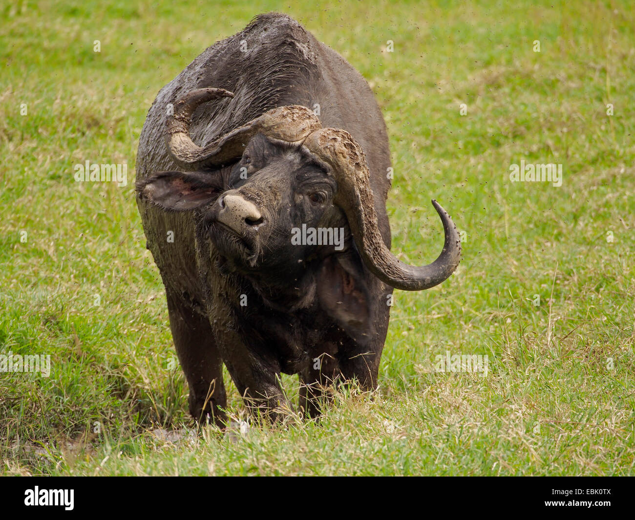 African buffalo (Syncerus caffer), old buffalo, Kenya Stock Photo