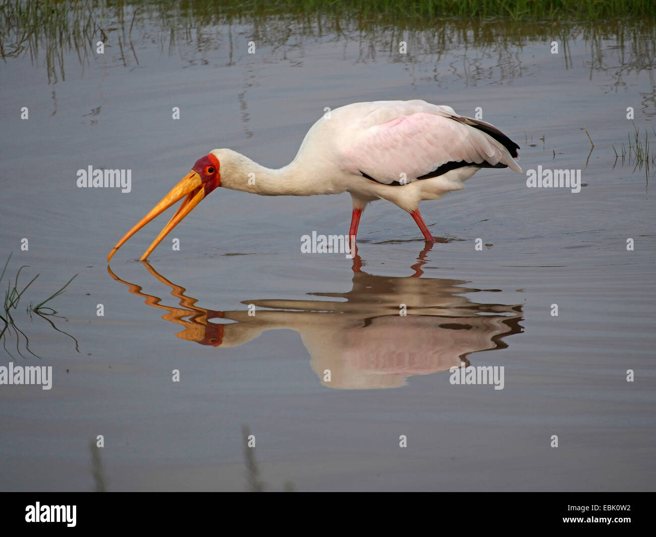 yellow-billed stork (Mycteria ibis), searching for food in a lake, Kenya, Lake Nakuru National Park Stock Photo