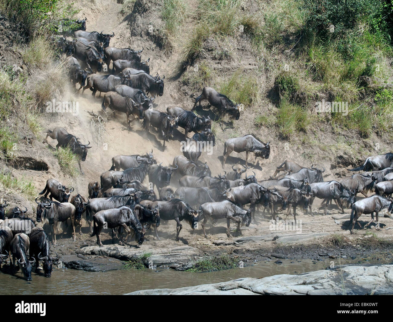 blue wildebeest, brindled gnu, white-bearded wildebeest (Connochaetes taurinus), crossing the Mara river, Kenya, Masai Mara National Park Stock Photo