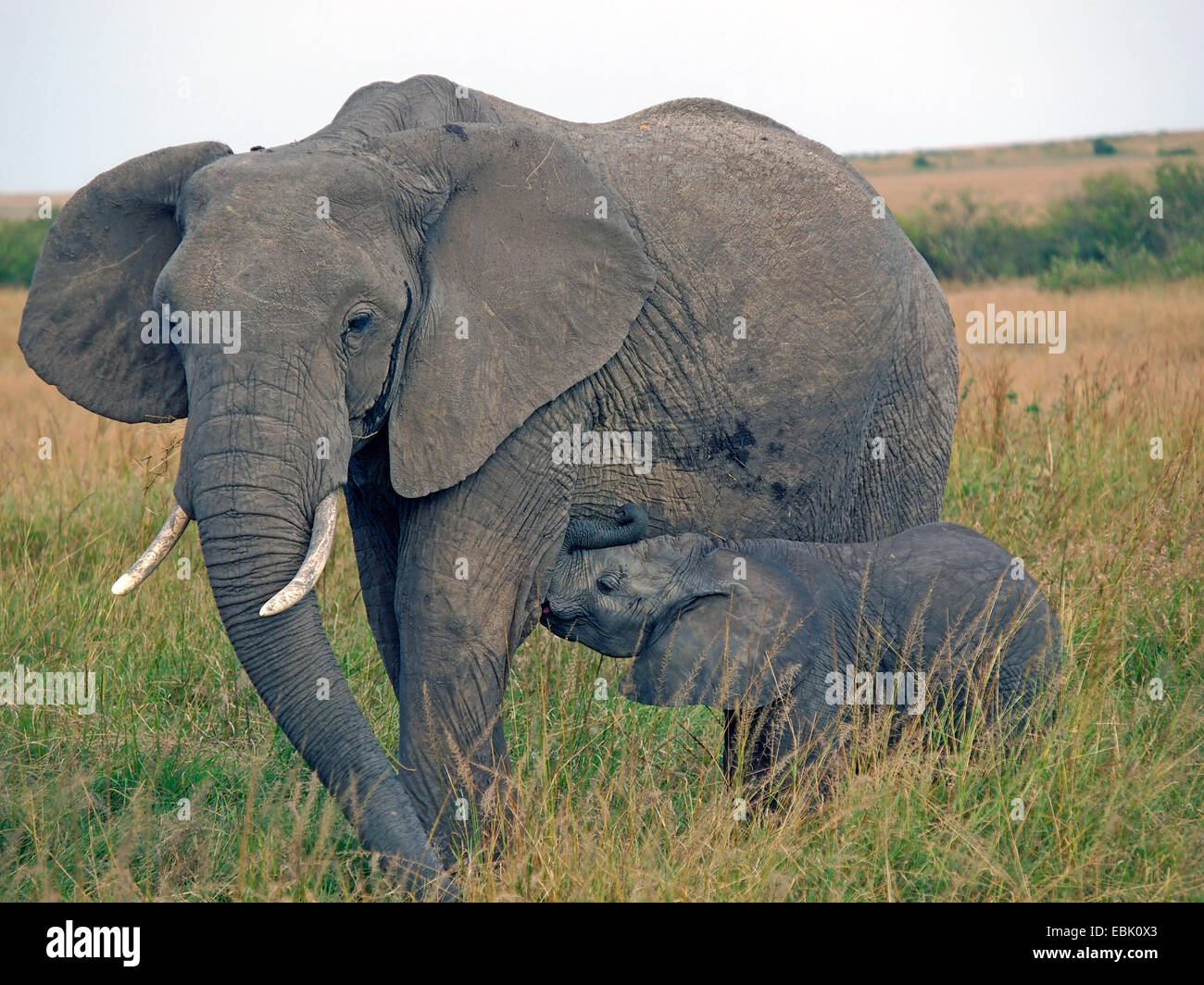 African elephant (Loxodonta africana), mother suckling pub, Kenya, Masai Mara National Park Stock Photo