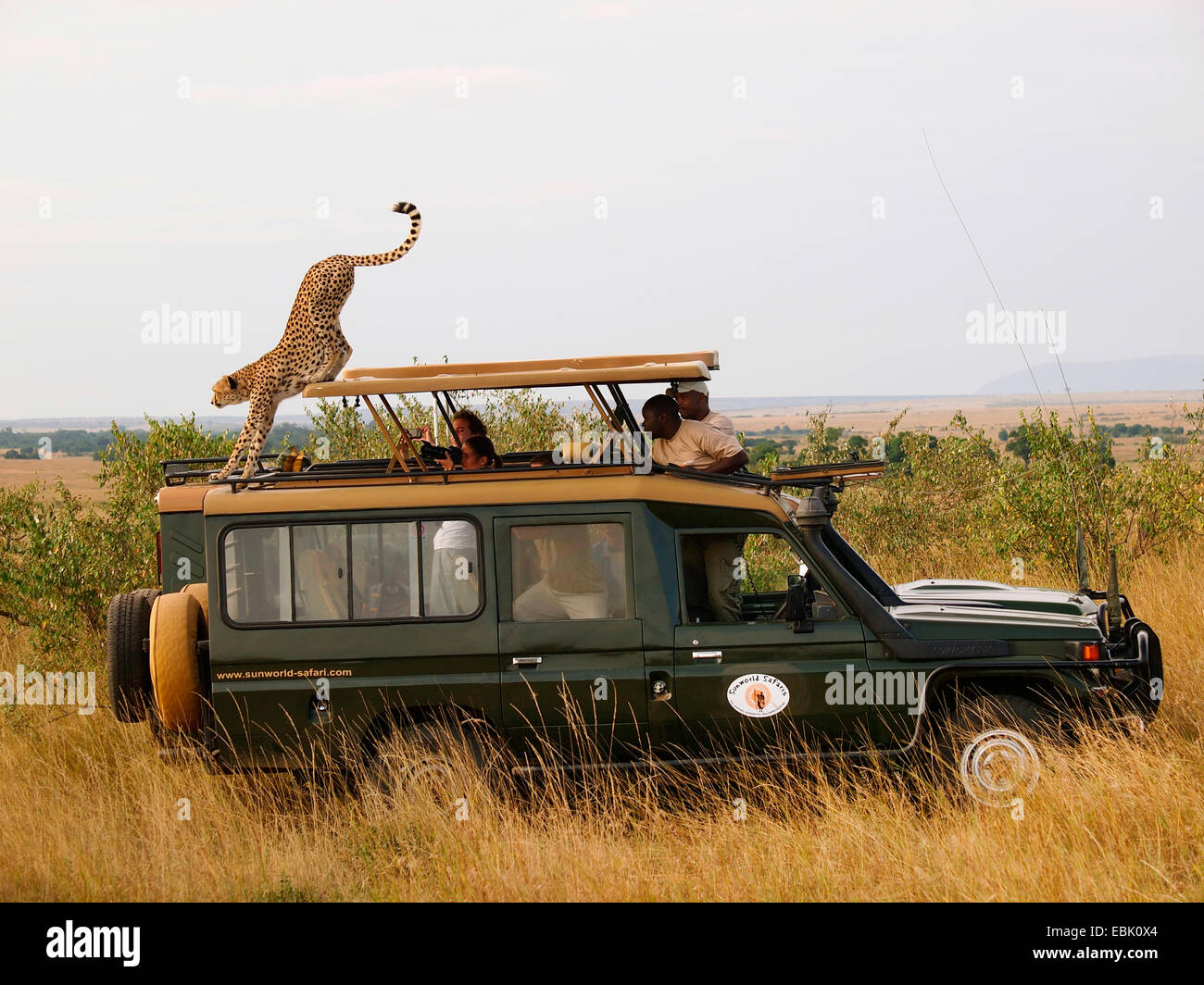 cheetah (Acinonyx jubatus), walking over the roof of a safari jeep, Kenya, Masai Mara National Park Stock Photo