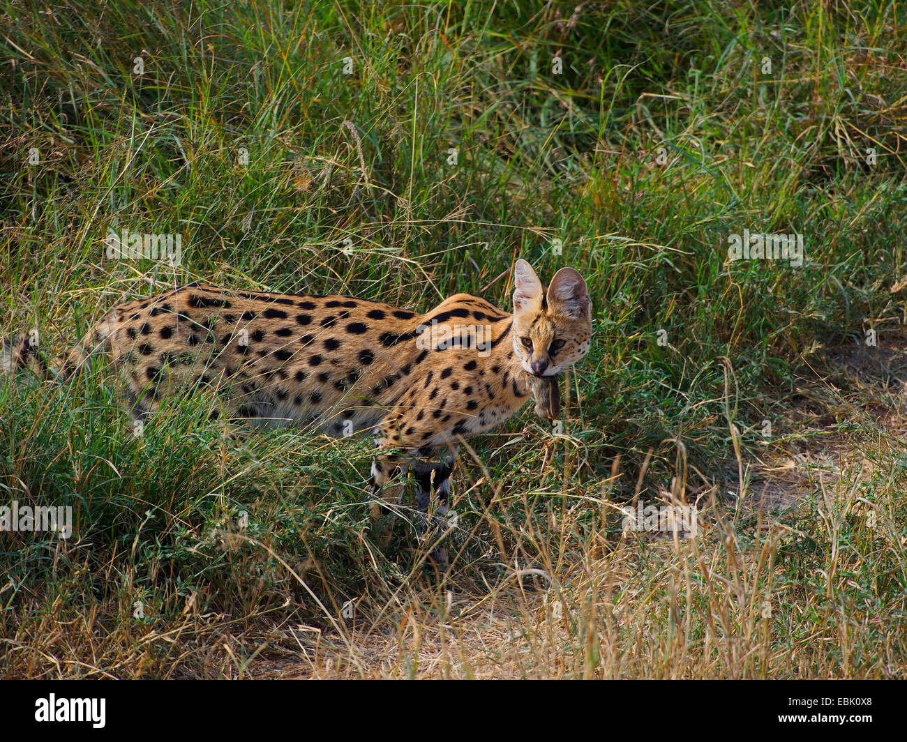 serval (Leptailurus serval, Felis serval), standing in savanna with