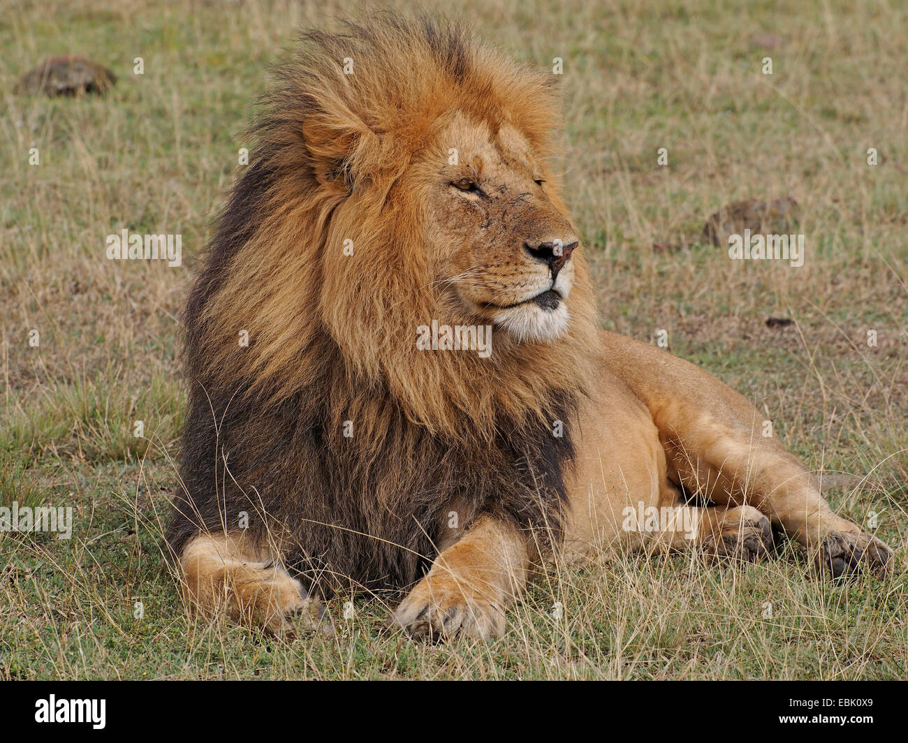 lion (Panthera leo), male lying in savanna, Kenya, Masai Mara National Park Stock Photo