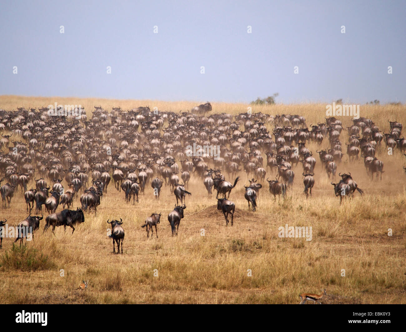 blue wildebeest, brindled gnu, white-bearded wildebeest (Connochaetes taurinus), herd walks through savannah, Kenya, Masai Mara National Park Stock Photo