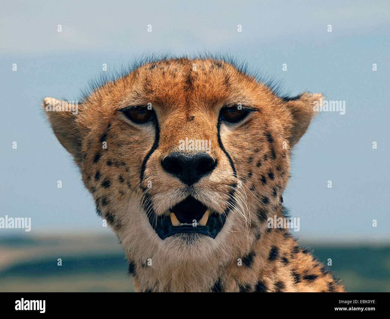 cheetah (Acinonyx jubatus), portrait with open mouth, Kenya, Masai Mara National Park Stock Photo