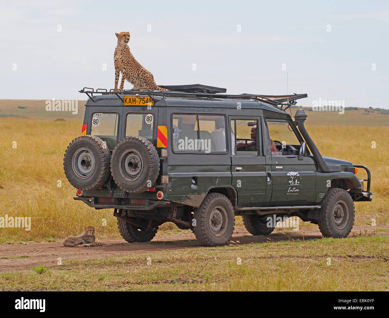 cheetah (Acinonyx jubatus), sitting on the roof of a safari jeep, Kenya, Masai Mara National Park Stock Photo