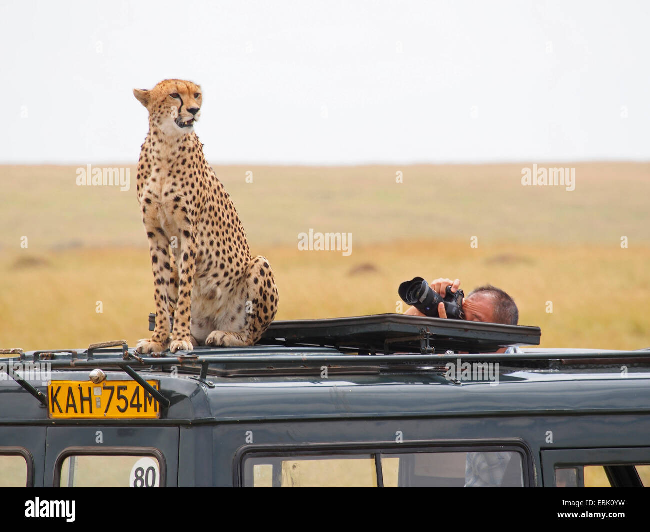 cheetah (Acinonyx jubatus), sitting on the roof of a safari jeep beeing photographed, Kenya, Masai Mara National Park Stock Photo