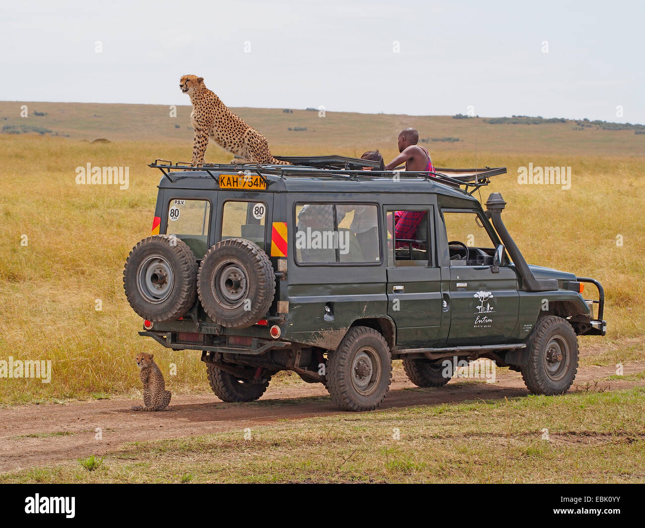 cheetah (Acinonyx jubatus), sitting on the roof of a safari jeep, Kenya, Masai Mara National Park Stock Photo