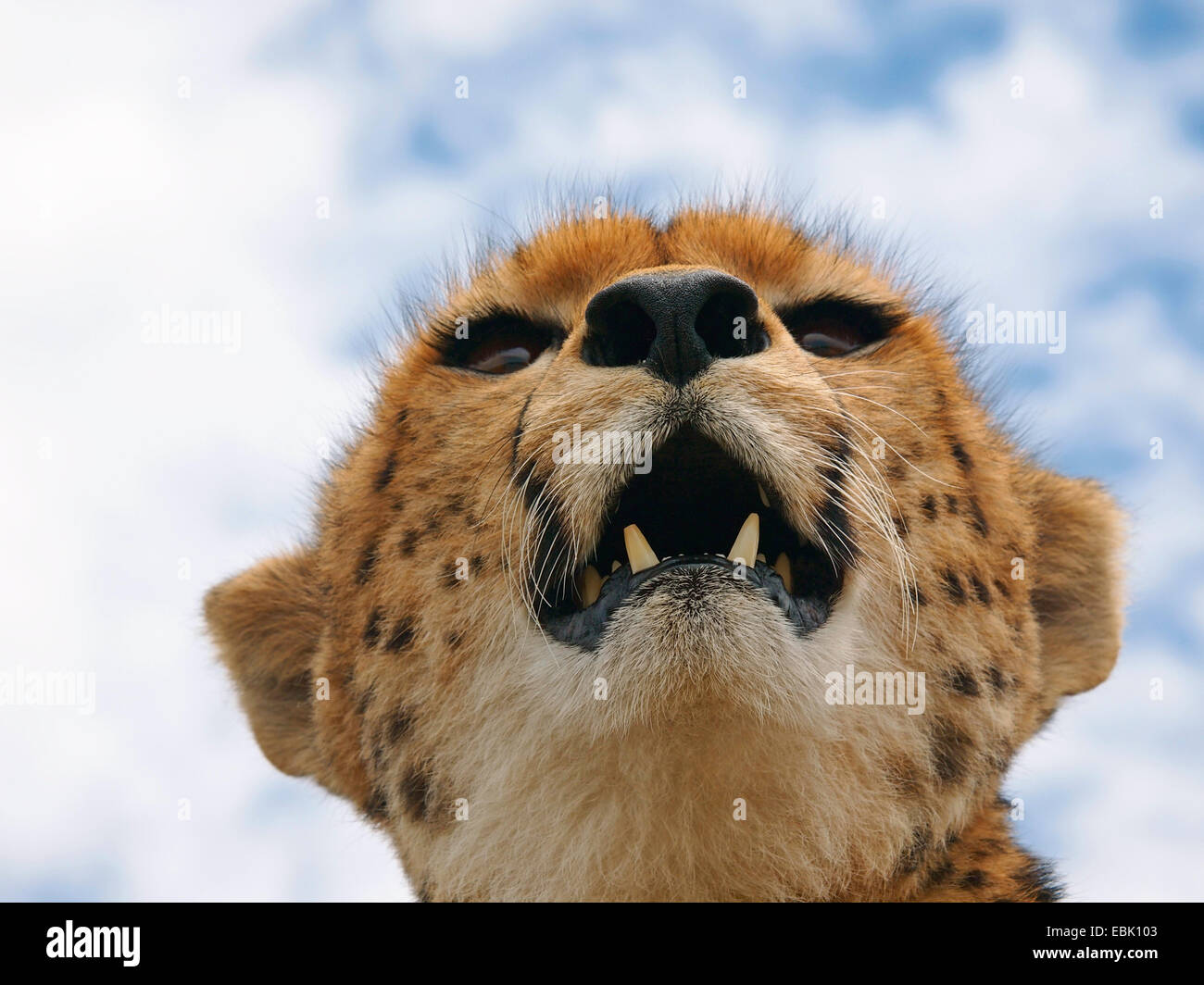 cheetah (Acinonyx jubatus), portrait with open mouth from below, Kenya, Masai Mara National Park Stock Photo